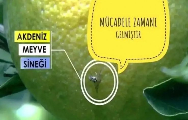akdeniz sineği
